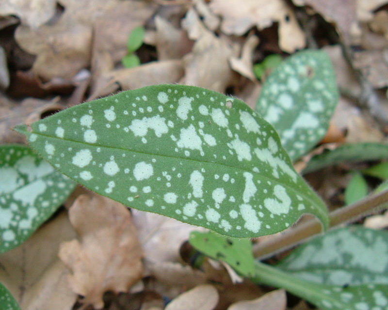 Pulmonaria officinalis / Polmonaria maggiore